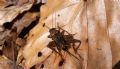 Nemobius&nbsp;sylvestris